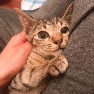 穏やかな美人さんキジ猫3ヶ月♀
