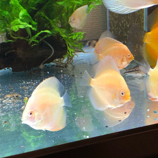 第2段ラスト1匹　アルビノラフレシアレッドディスカス(熱帯魚水槽)生体