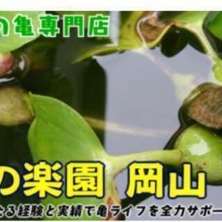 亀の楽園 岡山の画像