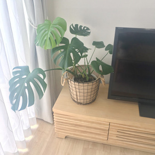 モンステラ 観葉植物