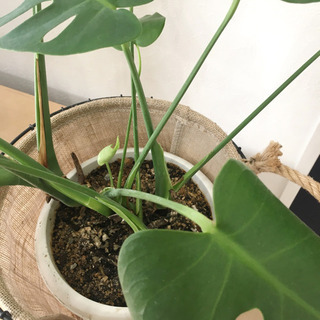モンステラ 観葉植物の画像