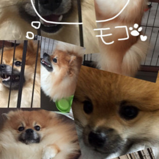 里親様見つかりました。ありがとうございました！10ヶ月のポメラニ...