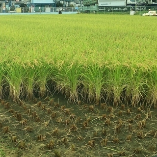 先着順で締め切らせていただきます★平成29年度産 / 自家消費用...