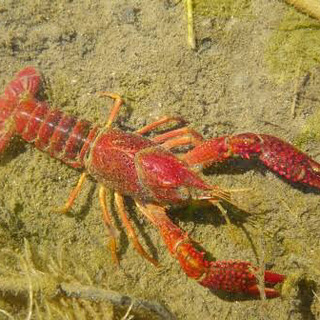 アメリカザリガニ 一匹50円  天然 餌用 ナマズ アロワナ用