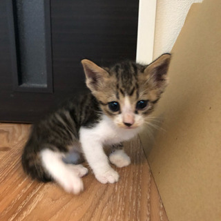 子猫里親募集 キジ オス 1ヶ月
