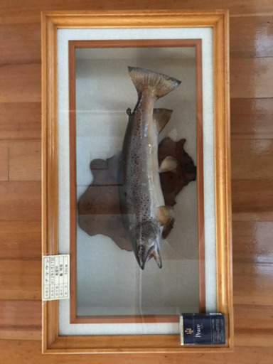 ブラウントラウト☆渓流☆剥製☆50ｃｍ