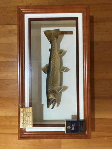 岩魚☆イワナ☆42cm☆渓流釣り☆剥製☆_2