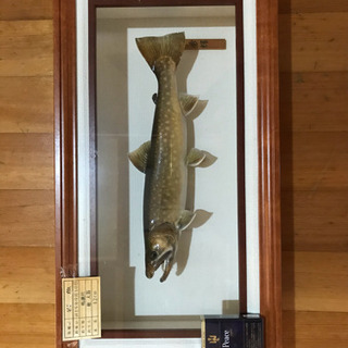 岩魚☆イワナ☆42cm☆渓流釣り☆剥製☆