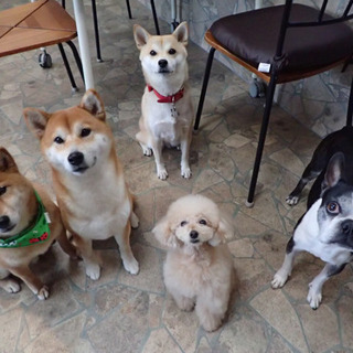  犬の保育園がリニューアルオープン！スタッフ募集！