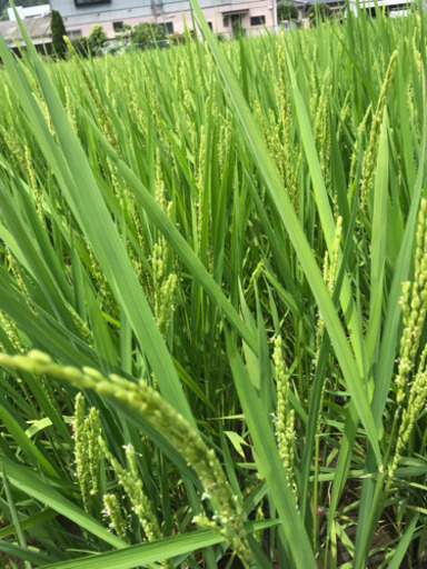 【新米】【農家直送】令和元年 香春町産 夢つくし