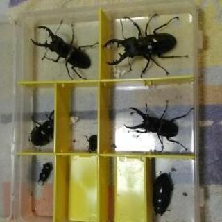 【大阪天然】クワガタ幼虫