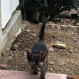 至急お願いします！