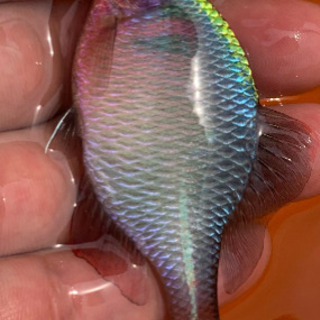 釣り仲間募集
