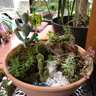 苔玉
