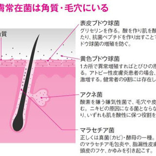 プラズマシャワー 9800円