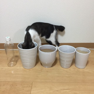 白い植木鉢差し上げます