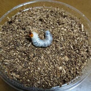 【写真追加】外国産ヒラタクワガタ幼虫：本年採取分