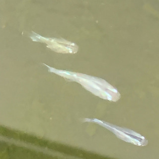 ラメみゆきメダカ