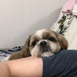 シーズー犬の男の子  4才