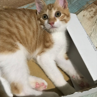【里親さま決定】３ヶ月の男の子 - 猫