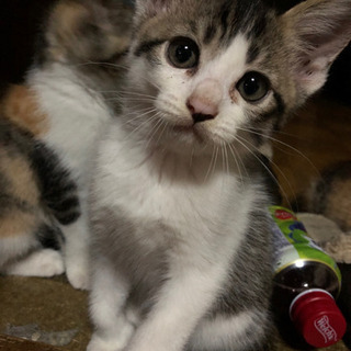 保護した子猫大事に育ててくれる方