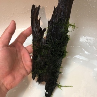 ウィローモス付き流木 ミナミヌマエビ