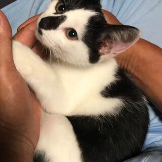 子猫1匹（メス）の里親になってください