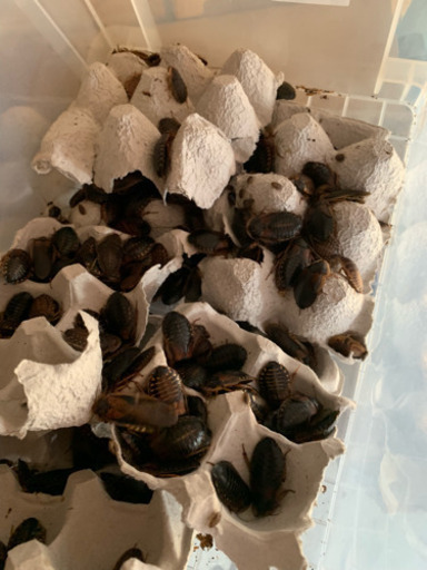 デュビアまとめ売り バラ売りも可能