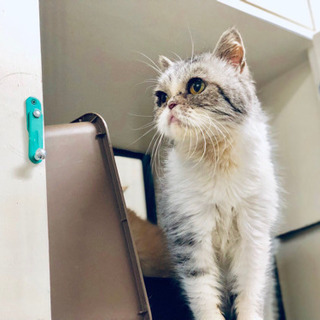 引退猫さん エキゾチックショートヘアー♀