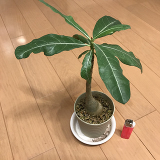 アデニウム オベスムの画像