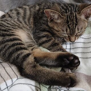 無事里親さん見つかりました！