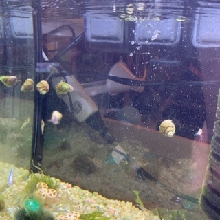 ヒメタニシ  [水槽のコケ取りに]の画像