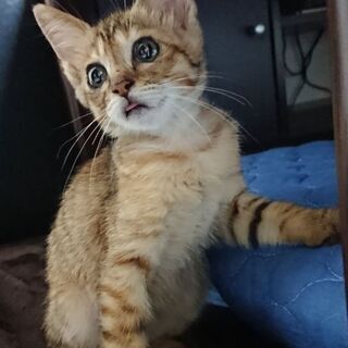 美人だけどオテンバ娘の子猫、幸(こう)ちゃん