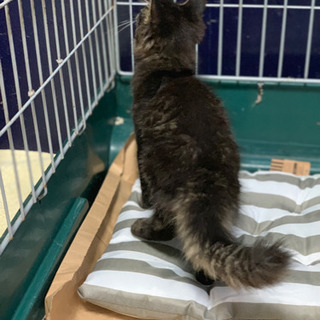 長毛濃茶縞仔猫☆里親募集