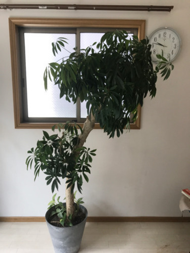 シェフレラ(鉢付き)観葉植物 大型