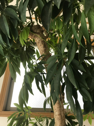 シェフレラ(鉢付き)観葉植物 大型