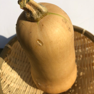 朝採れ夏野菜の画像