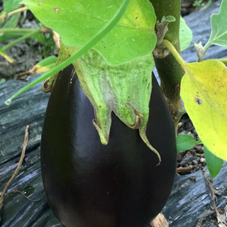 朝採れ夏野菜の画像