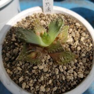 多肉植物 赤怒濤