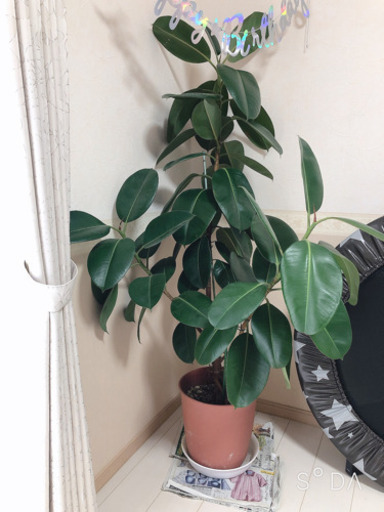 観葉植物