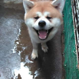 秋田犬の男の子です。