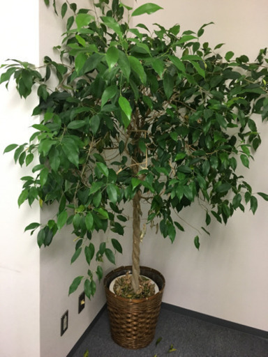 観葉植物 本物
