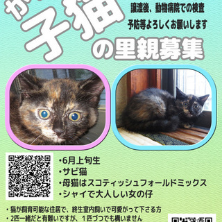 子猫の里親募集【里親決定しました】