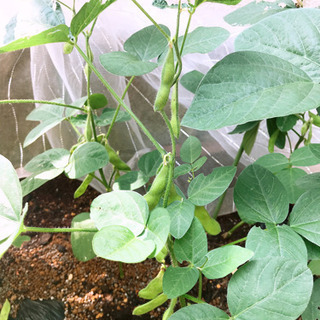 夜勤1回13,200円〜【Wワーク歓迎】【介護無し】【重労働無し】の画像