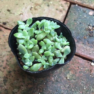画像更新日8/21多肉植物 ヒメシュウレイ