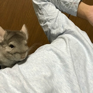 チンチラ