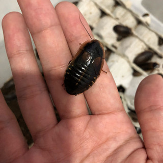 デュビア 200~400匹 無償 千葉県 柏駅 松戸駅 受け渡し予定者決定済みの画像