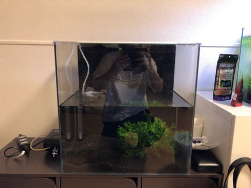 熱帯魚、ビーシュリンプ、水槽、水草