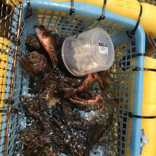 新設 泳ぎ釣りメンバー募集 土日活動出来る方 in敦賀