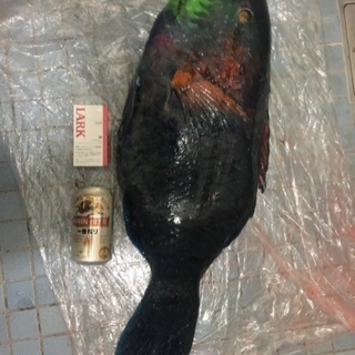 グレ釣りをしてるとこんな青ブダイや真鯛が釣れることもあります - 堺市